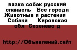 вязка собак русский спаниель - Все города Животные и растения » Собаки   . Кировская обл.,Сезенево д.